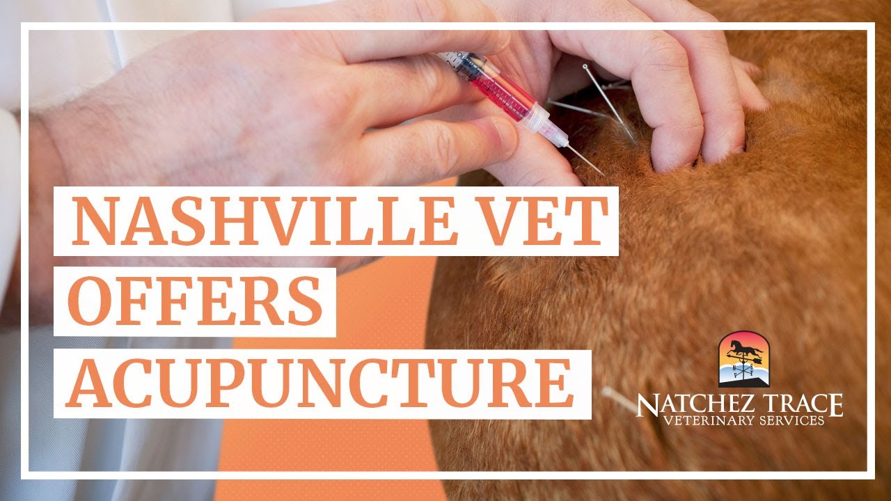 Local vet offers acupuncture for pets wkrn channel 2 news nashville