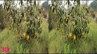 Persimmon, Hadong, 4K, 3D SBS VR Stereogram Magic eye video - Korea, Stereogram; 대봉감 하동 매직아이 screenshot 4