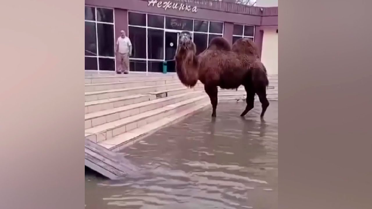 Волонтеры спасли верблюда из затопленного Оренбуржья