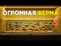 Я СДЕЛАЛ ОГРОМНУЮ МУРАВЬИНУЮ ФЕРМУ ДЛЯ МУРАВЬЁВ ЖНЕЦОВ! ПОШАГОВАЯ ИНСТРУКЦИЯ ПО СОЗДАНИЮ ФОРМИКАРИЯ!