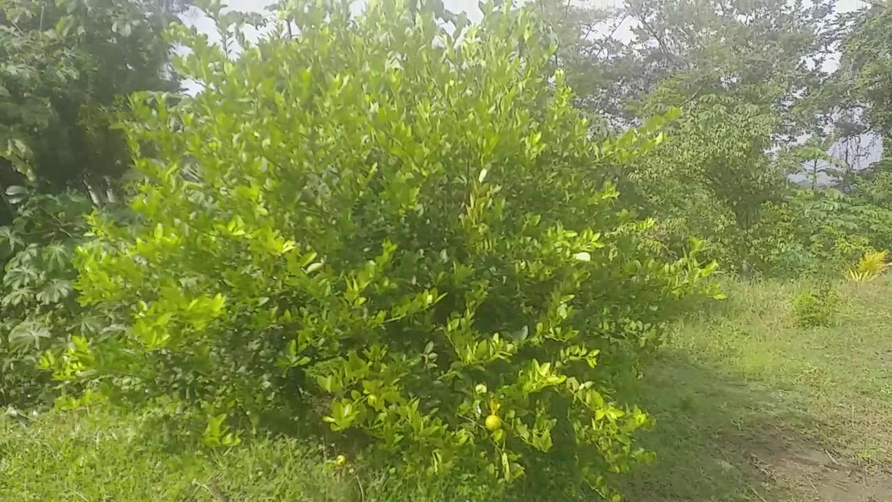 OUR FIRST EG WHITE PLANTING METHOD| WE GOT FRUITS!