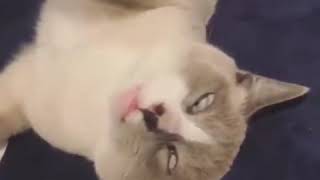 Funny cat moments.  Try not to laugh by Cute Pet 381 views 3 years ago 10 minutes, 30 seconds