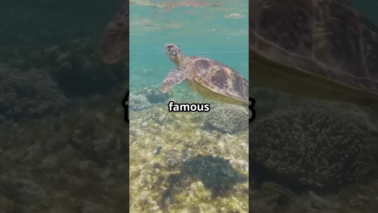 Wonderful views of Apo Reef Natural Park, Sablayan