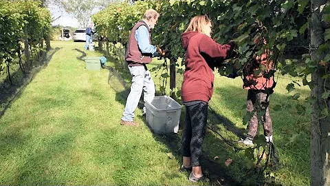 Viticulture - #7 Harvest Day -  We remove nets/pick grapes - A Season in the Vineyard