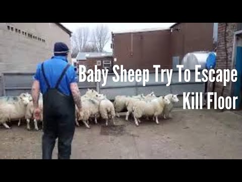 Terrified Baby Sheep Try To Escape Slaughterhouse KILL Floor (World Day For Farmed Animals) 1