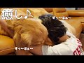 【大型犬1歳のいる生活#22】お互い吸い合って癒し癒される秋の遠足の1日