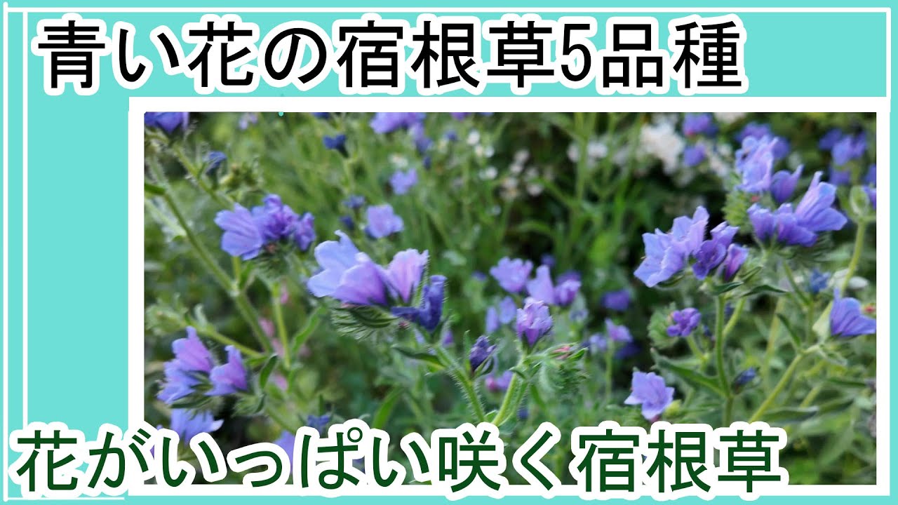 【青い花がたくさん咲く宿根草5品種】植えてよかった宿根草｜ナチュラルガーデン｜エキウムブルーベッダー【ガーデニングvlog】