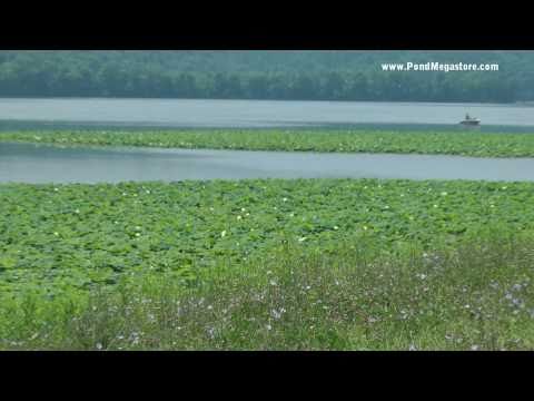 Nelumbo Lutea, Tappan Lake Ohio, Native American L...