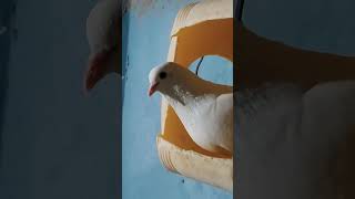 Mere Samne Wali Khidki Mein  Padosan  Saira Banu Sunil Dutt U0026 Kishore Kumar  Old Hindi 