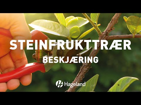 Video: Grå Råte Av Steinfrukttrær