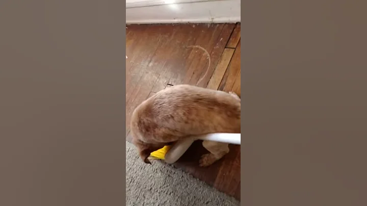 SILLY PUPPY:Thor's first broom introduction! (He i...