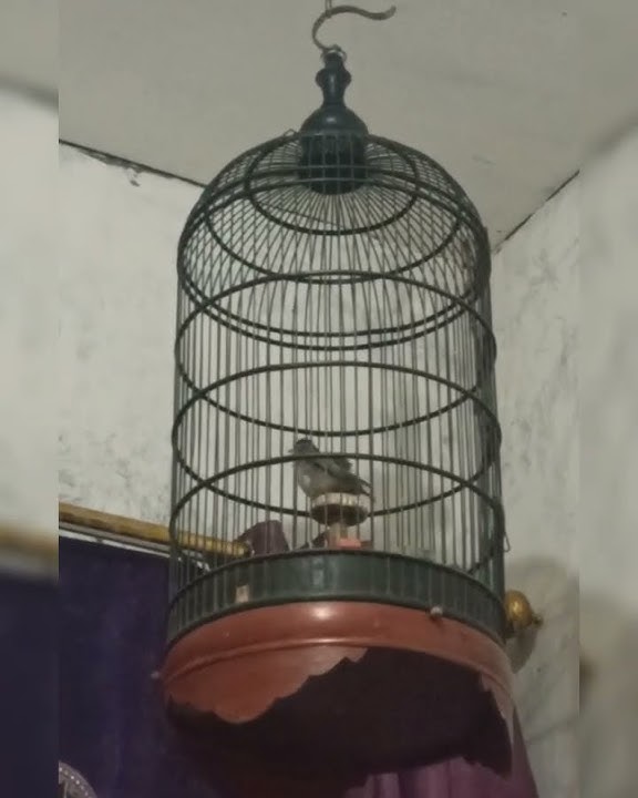 burung branjangan saat menari nari