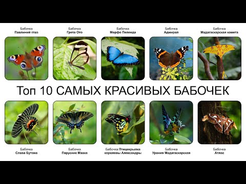 Top 10 Most Beautiful Butterflies