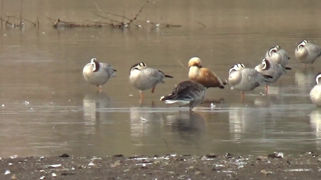 Gray lag goose with Brahmini duck,and bar headed geese in migrant flock