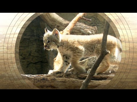 Des bébés lynx au Biodôme de Montréal