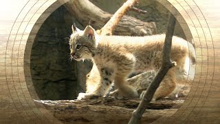 Des bébés lynx au Biodôme de Montréal