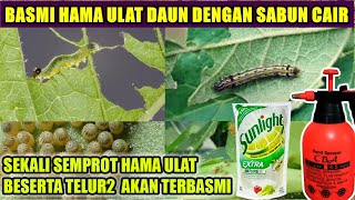 Tips!! Basmi Berbagai Jenis Hama Ulat Tanaman Dengan Sabun Cair