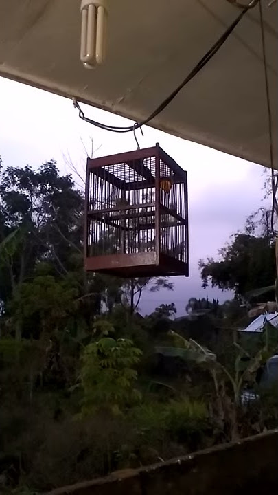 Auriventer betina / female mata puteh