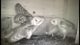 Baby Barn Owls Growing Up  Now Ages 4957 Days Old