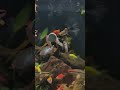 colour full fishes✨✨#viral #ytshorts #trendingsongs #aquariumfish #exoticaquariumfish #goldfish