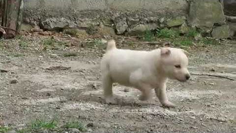 Cộc trắng đực 50 ngày tuổi - Chó bản Mông