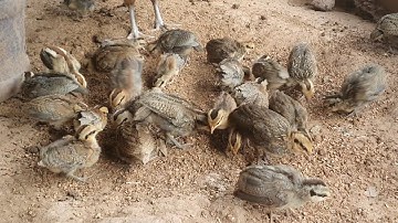 lo peb saib kuv cov me nyuam qaib f2.f3