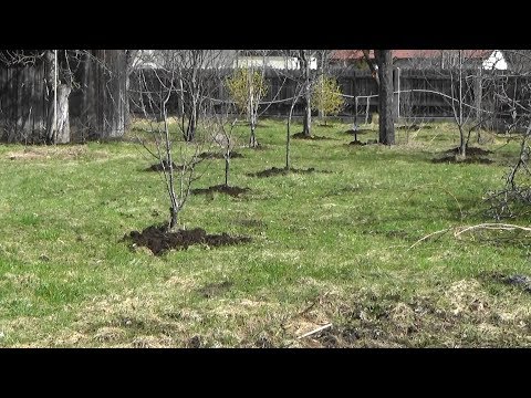 Videó: Áfonyatrágyázás: Kerti áfonya Trágyázása ősszel és Tavasszal, Lengyel és Egyéb Műtrágyák