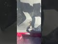 Fat Testing El Diablo at Six Flags Over Texas for Plus Size Riders