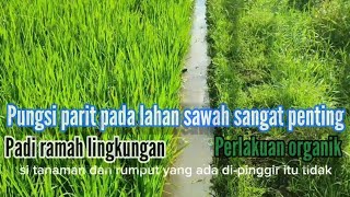 Pungsi parit pada lahan sawah sangat penting ll Padi ramah lingkungan