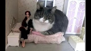 Cats are oppressive!  Funny videos with cats and kittens for a good mood!