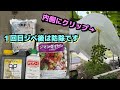 路地ぶどう梅雨入り前の重要防除(ジベ後の農薬散布)ろうびき傘の手直し(;^&omega;^)ジマンダイセン、黒とう病、ベト病予防散布。家庭菜園の葡萄栽培(*^-^*)