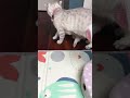 A charming kitty runs towards the voice of mother cat #asmr #catvideo #kittens #scottishcat #cute