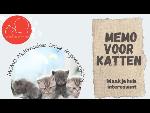 Video: Waardevolle tips over hoe je je kat binnenshuis gelukkig en gezond kunt houden