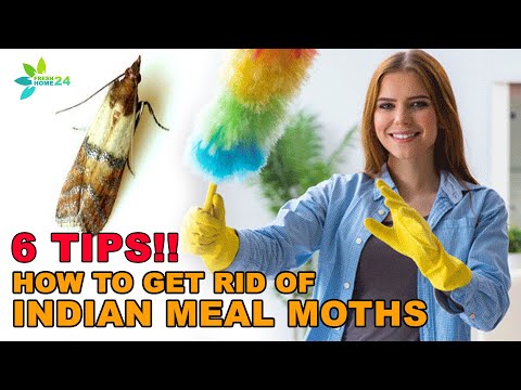 How to Get Rid of Pantry Moths (Indianmeal Moths)