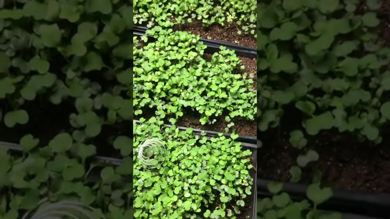 Microgreens Growth Experiment using Electroculture