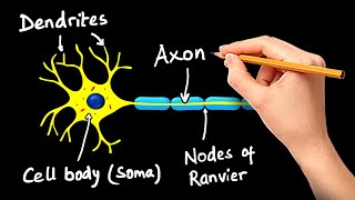 Structure and Function of Neuron (in Hindi)