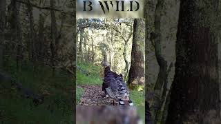 #guajolote #wildturkey #Aguascalientes #Mexico #bwild