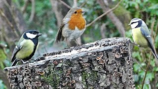 Birds Chirping and Singing in The Forest - Bird Song & Nature Sounds(Birds Chirping and Singing in The Forest - Bird Song & Nature Sounds - Natures Bird Table. Video Produced by Paul Dinning - Wildlife in Cornwall Filmed on ..., 2015-01-15T09:34:40.000Z)