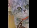 👆🏻 可愛い猫に癒される 👆🏻 #猫#ねこ#猫 が喜ぶ映像#癒し#cat#貓#고양이#kucing#kucing#pusa#ngeru#pōkole#chat#gato#gatanje