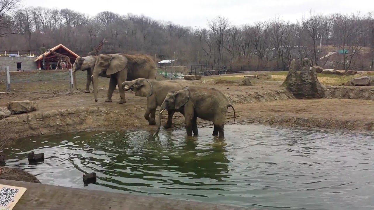 Elephants Playing at the Pittsburgh Zoo