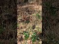 #walk #nature #National Natural Monument #Hell #procházka #Národní přírodní památka Peklo #bledule