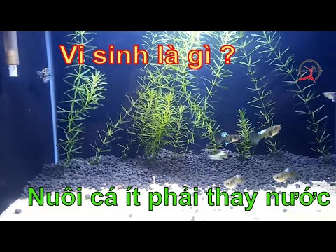 Video: Vi Sinh Là Gì