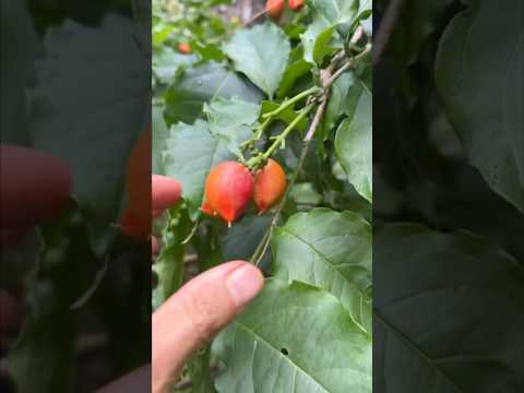 Have you heard of the peanut butter fruit? #exoticfruittrees #peanutbutterfruit