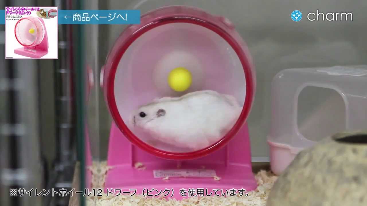 Charm サイレントホイールに大興奮 走りまくるハムスター Youtube Charm サイレントホイールに大興奮 走りまくるハムスター Youtube