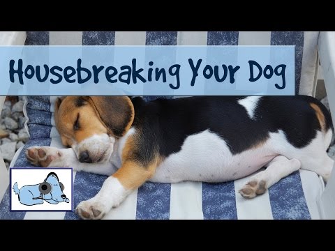 dog-vlog---potty-training-your-dog---the-easy-way-to-housebreak-your-puppy!