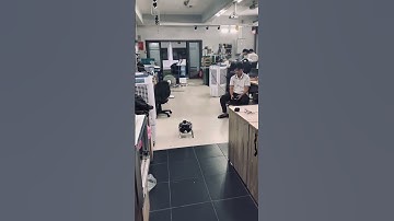 Quadruped Robot Project: Control & PID Balancing