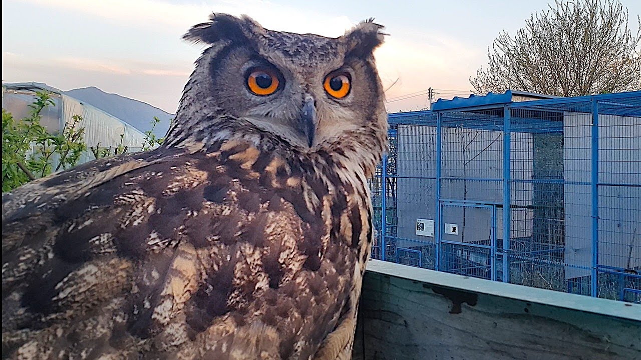 수리부엉이가 구조센터에 스스로 찾아온 까닭은?