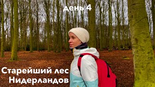 Пешком через все Нидерланды: старейший лес и дерево Гитлера | день 4