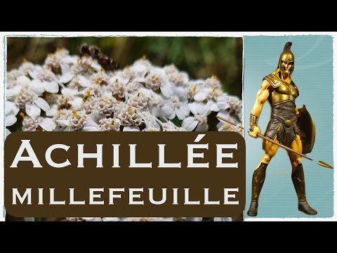 Vidéo: Où pousse l'achillée ? Types, description et photo de la plante