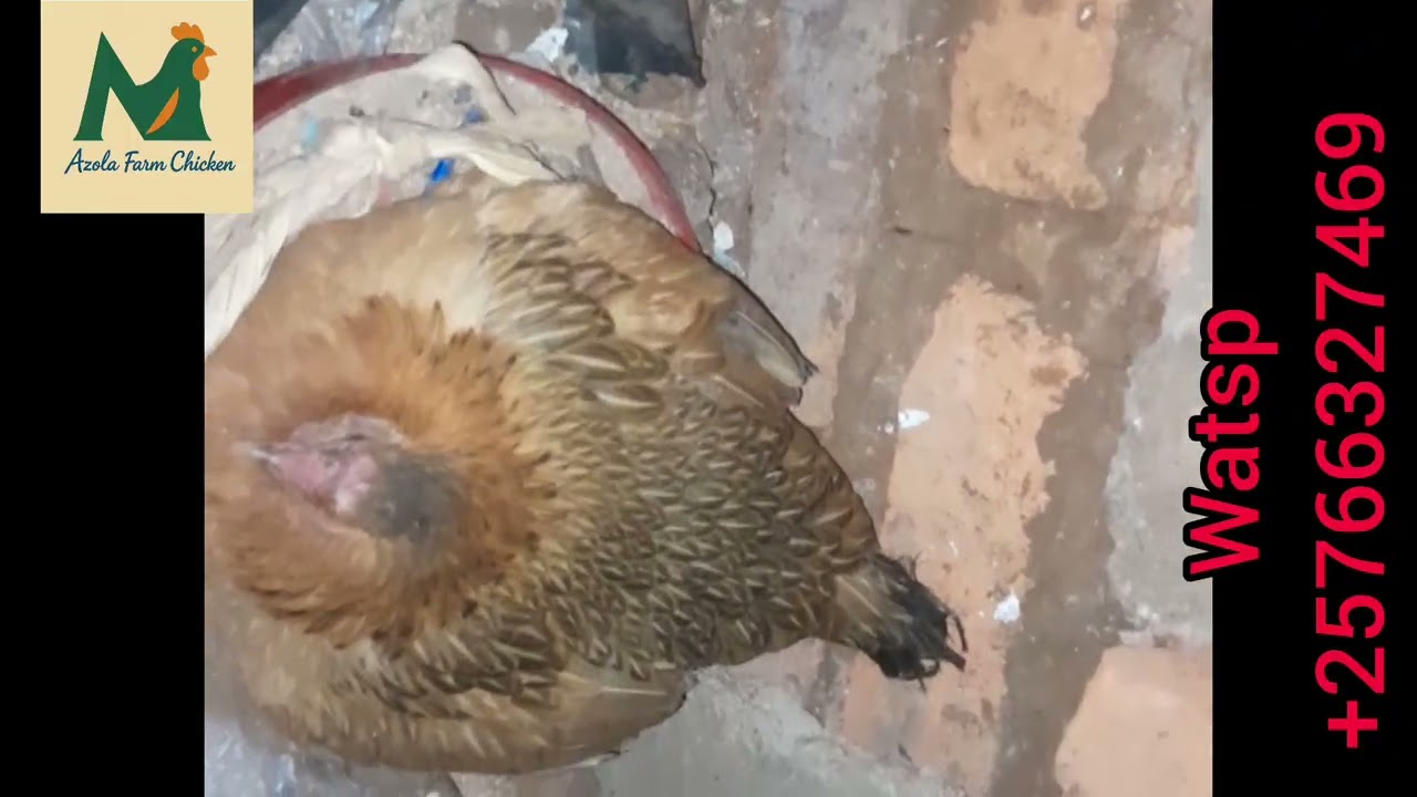 Uburyo Bwokurwiza Imiswi Ukoresheje Inkoko z'Ikirundi zi 3, ukaronka Imiswi itarimusi 25 kila kwezi